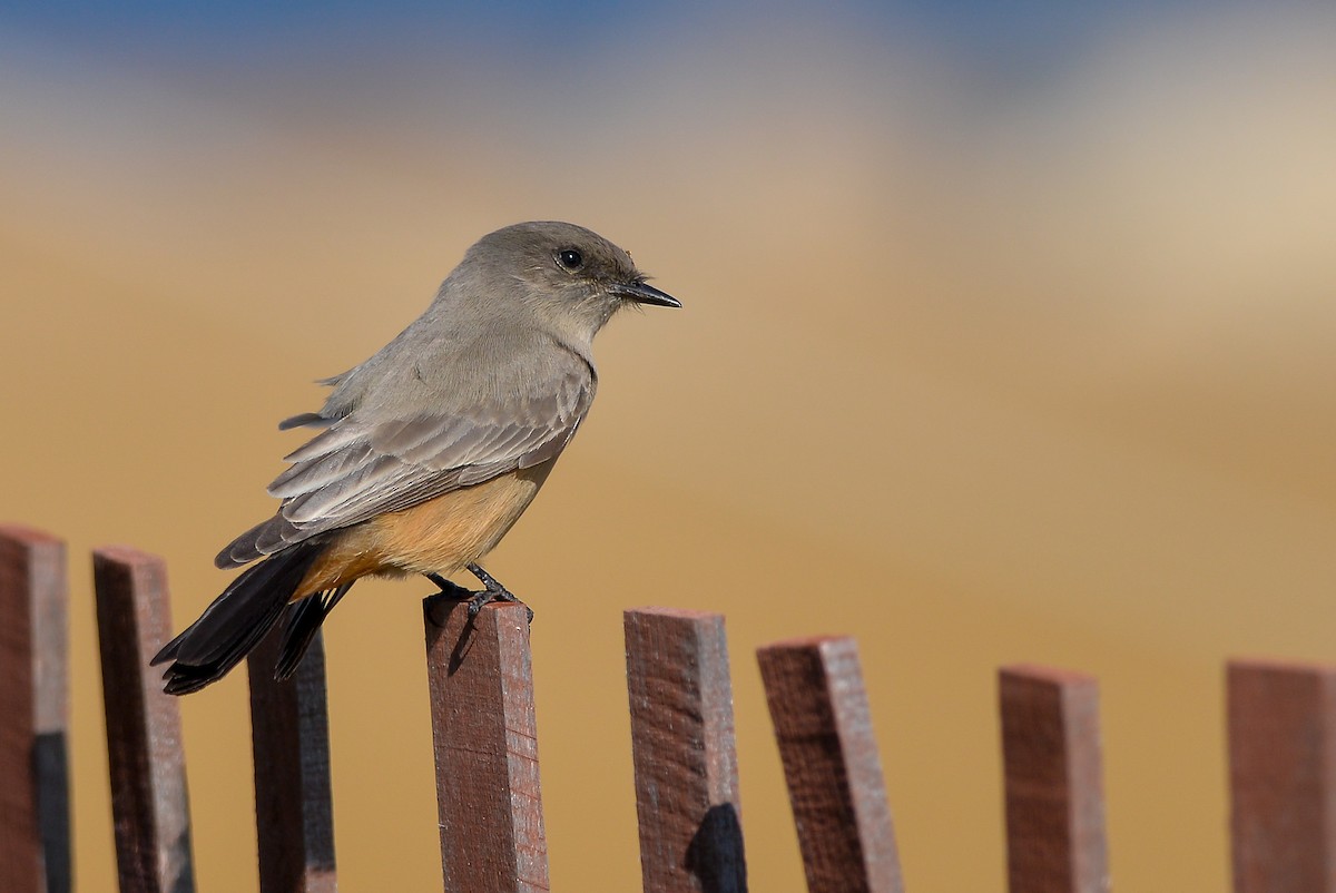 Say's Phoebe - ML154689811