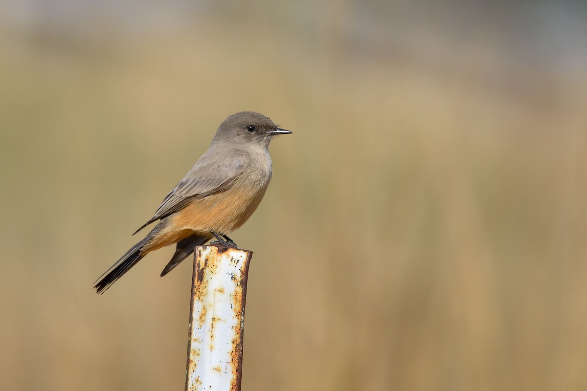 Say's Phoebe - ML154689881