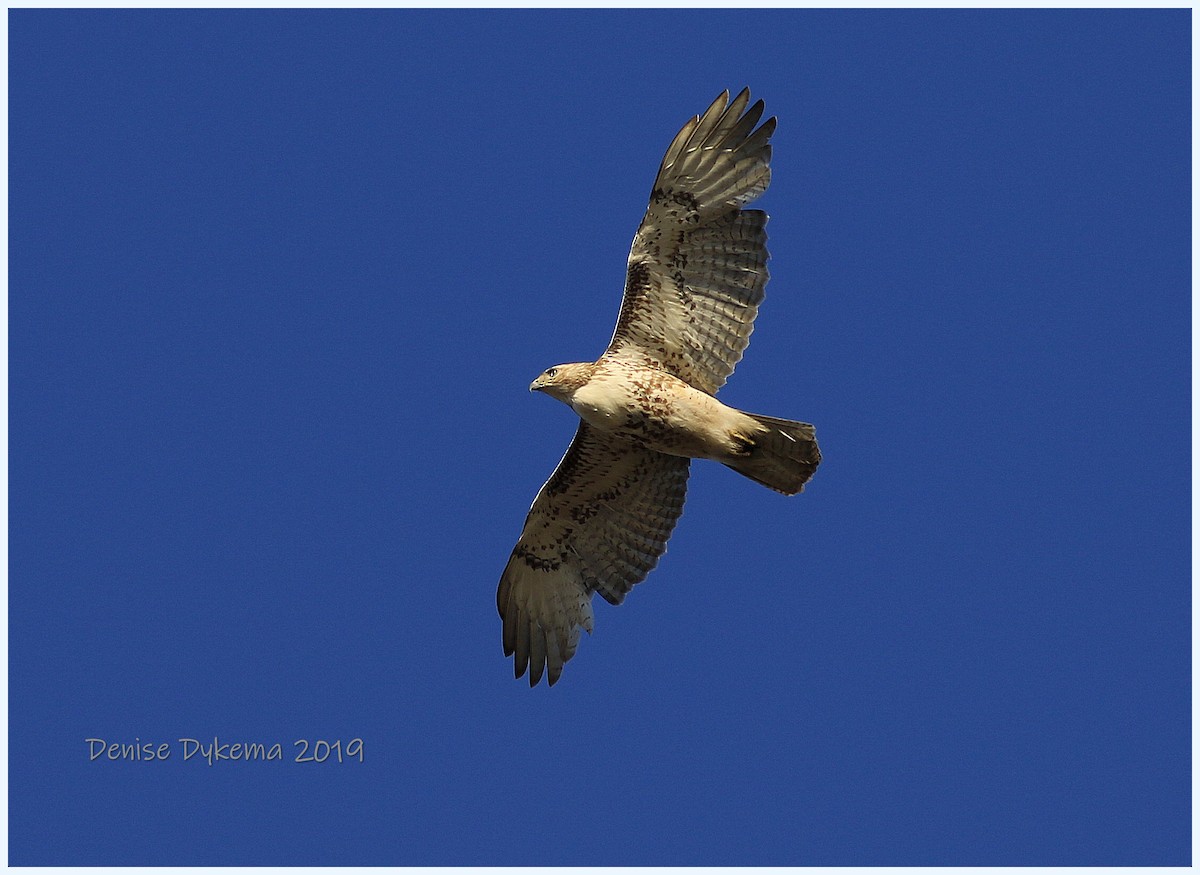 Red-tailed Hawk - ML154691501