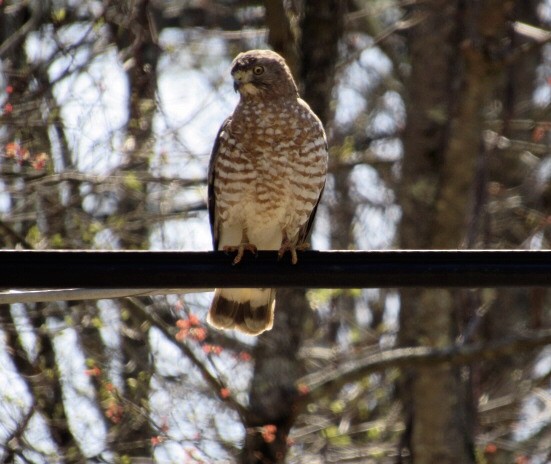 Broad-winged Hawk - JoEllen Harris