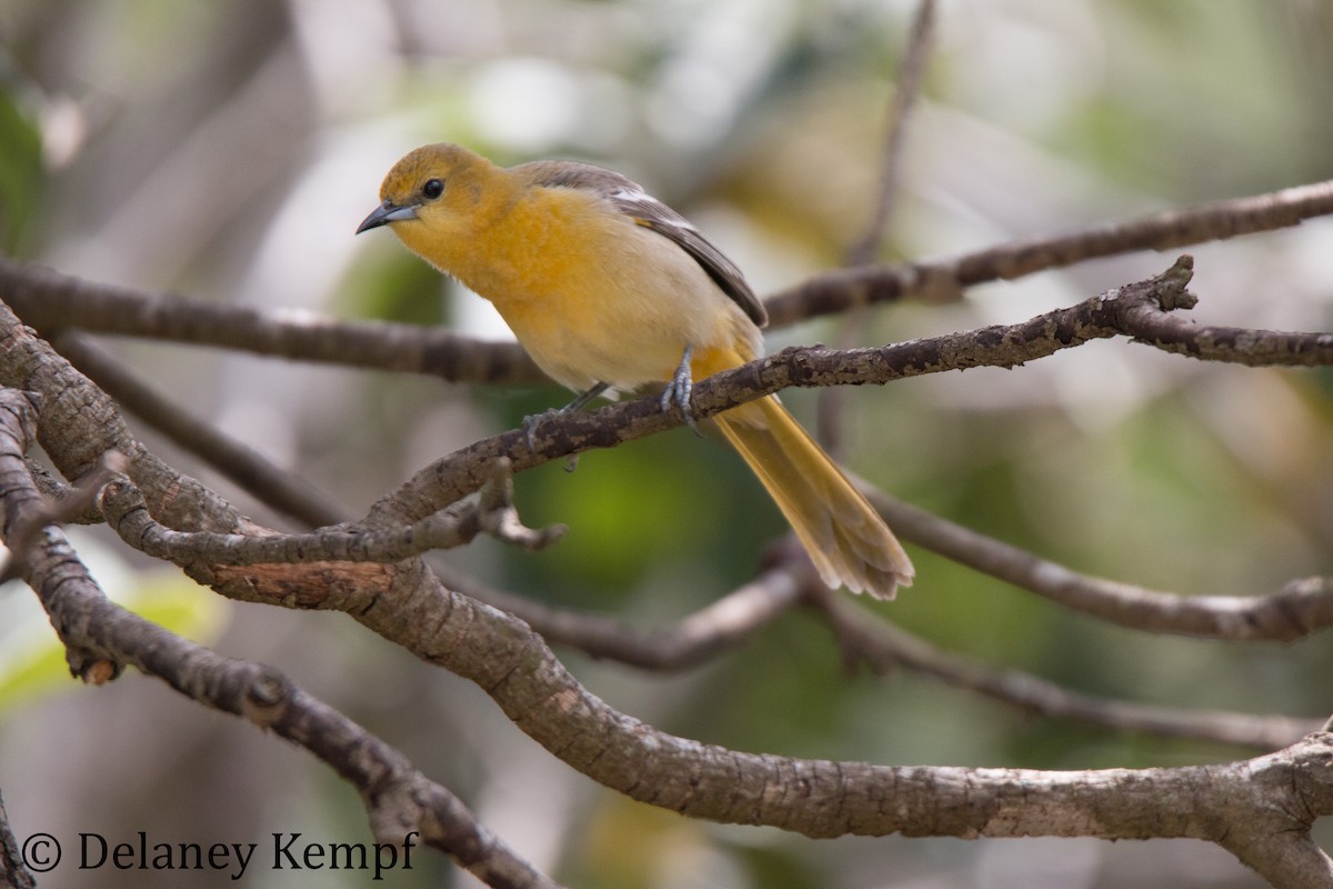 Hooded Oriole (cucullatus/sennetti) - Delaney Kempf