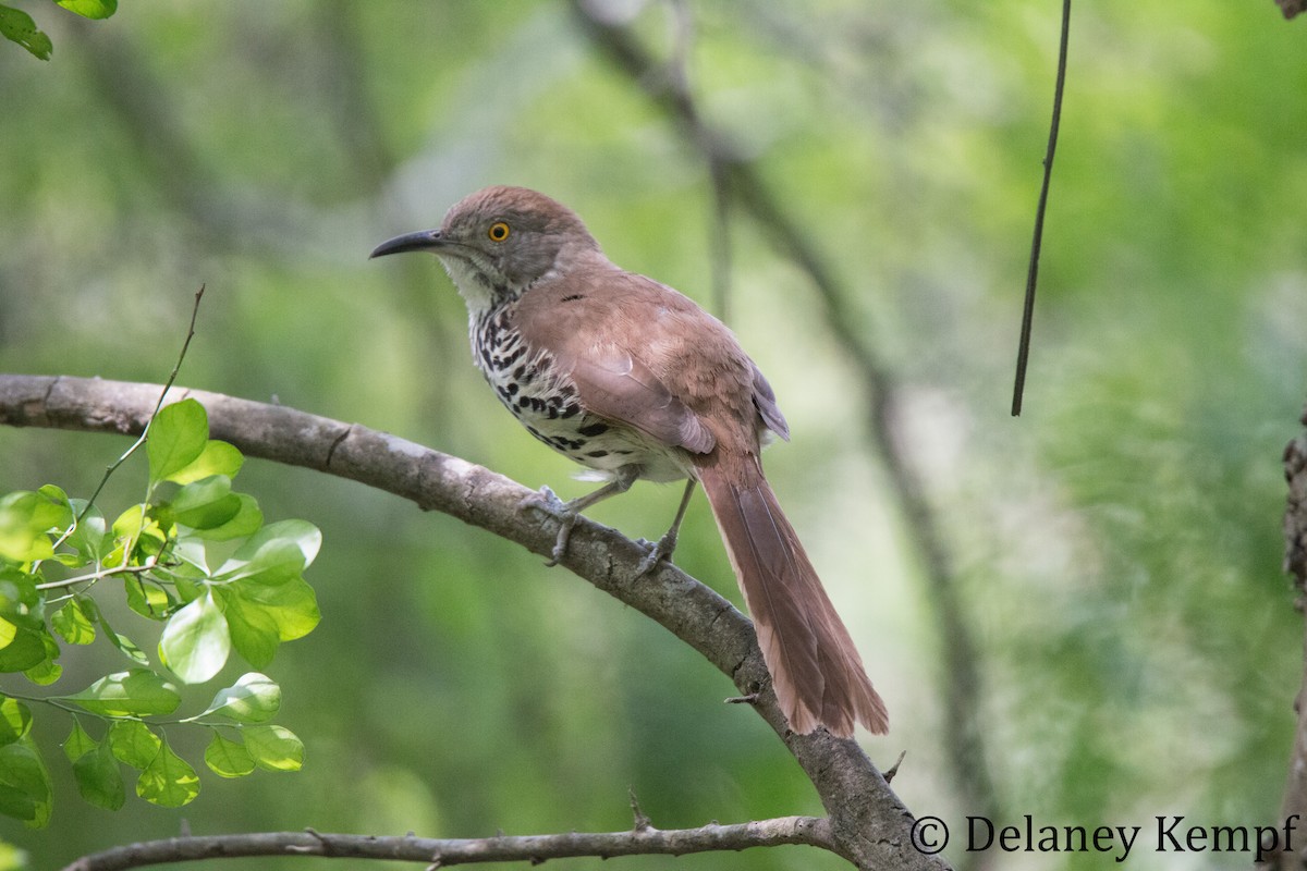 Long-billed Thrasher - Delaney Kempf