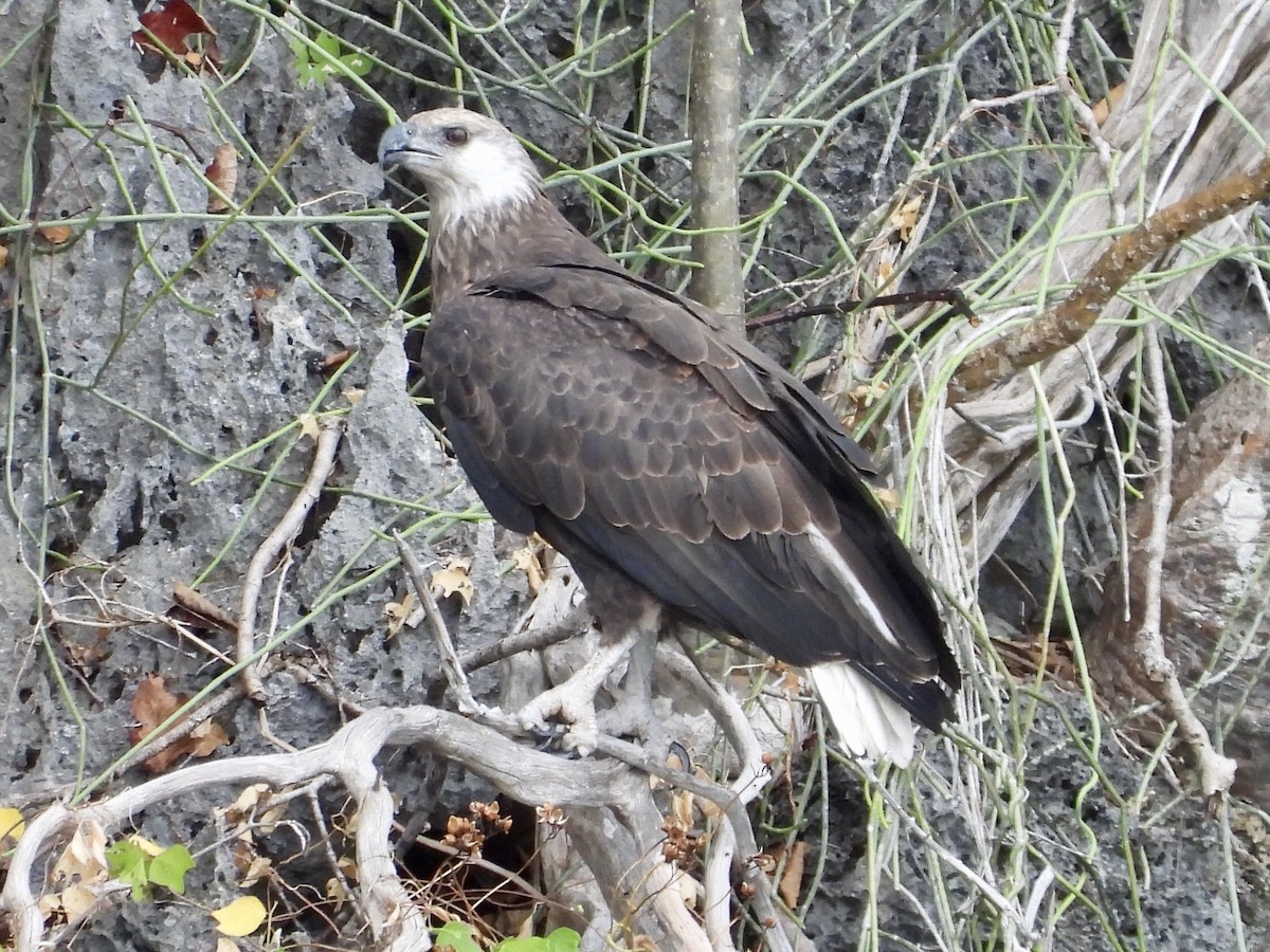 Madagascar Fish-Eagle - GARY DOUGLAS
