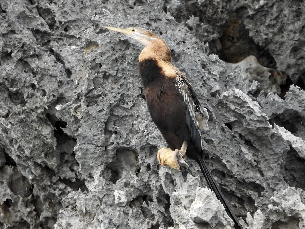 anhinga africká - ML154693461