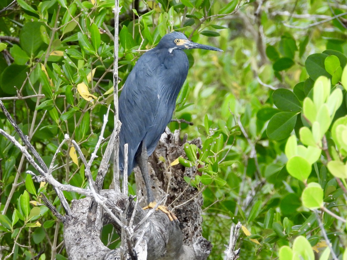 volavka stříbřitá (ssp. dimorpha) - ML154693881