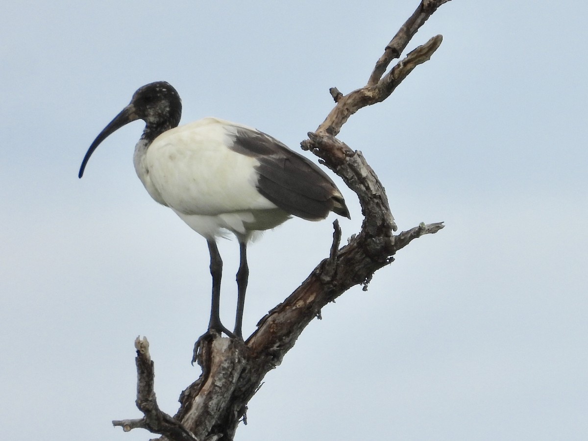 ibis bledooký - ML154693911