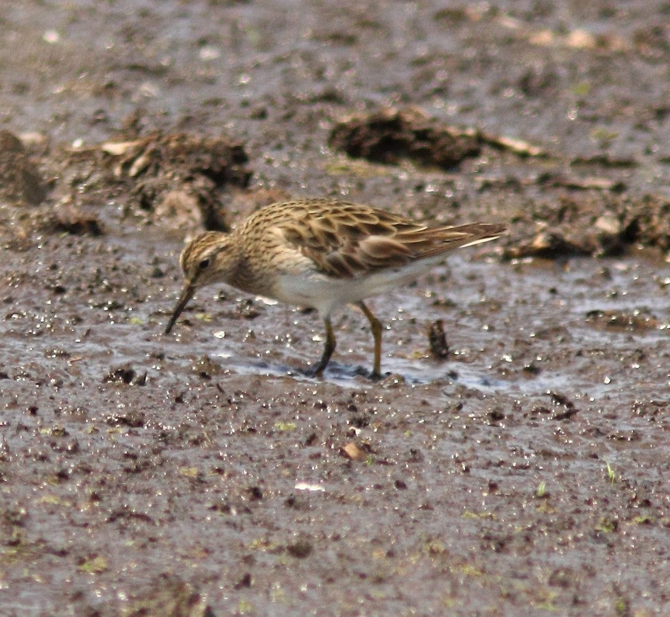 Graubrust-Strandläufer - ML154694511