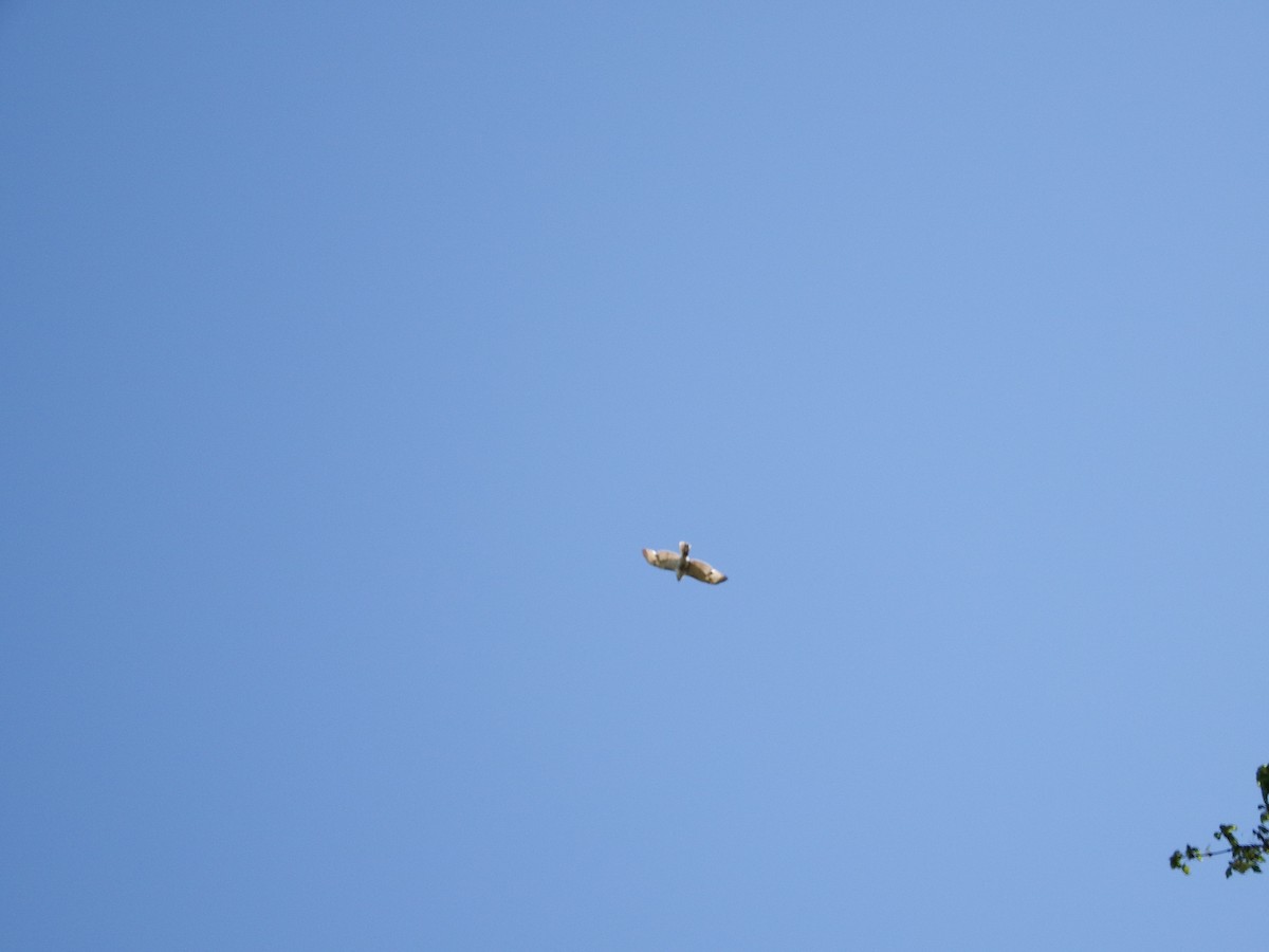 hawk sp. - ML154694661