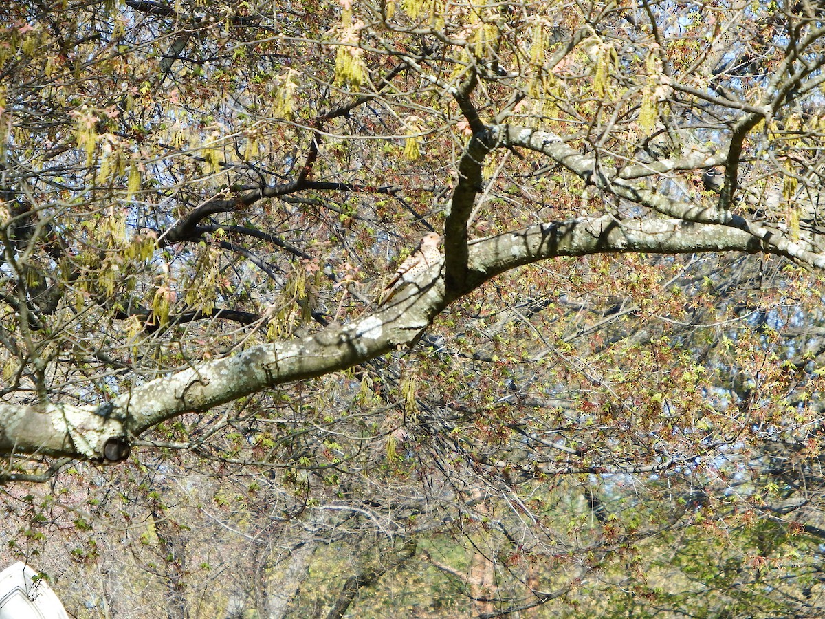 Northern Flicker - ML154694891
