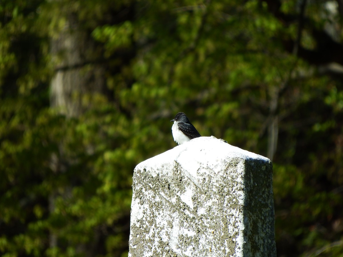 Eastern Kingbird - ML154695101
