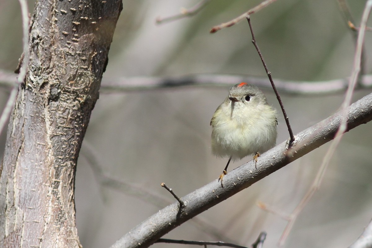 Ruby-crowned Kinglet - Mylene  Paulhus, Perreault