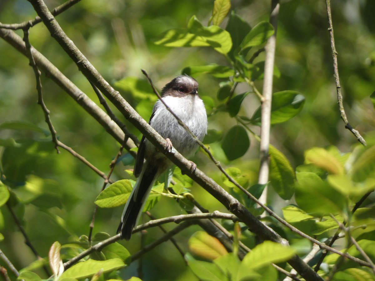 Long-tailed Tit - David Santamaría Urbano