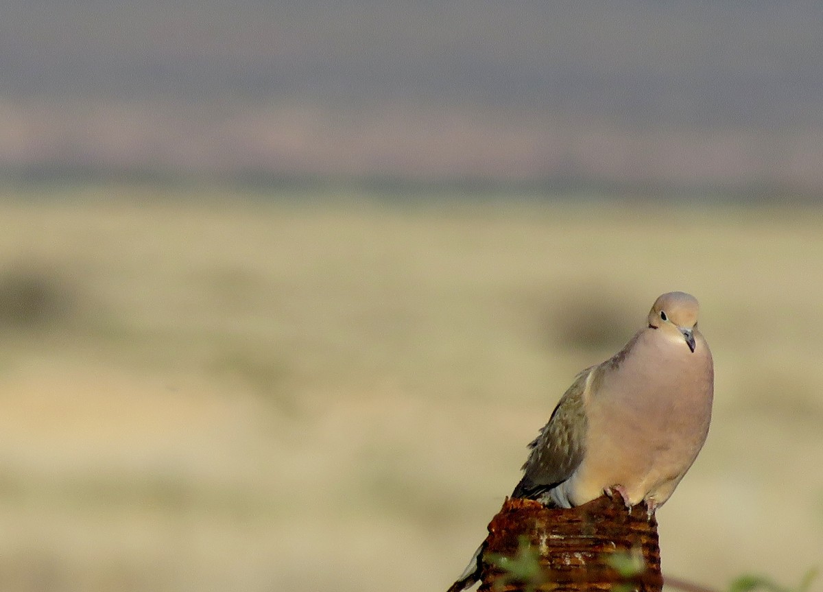 Mourning Dove - ML154697001