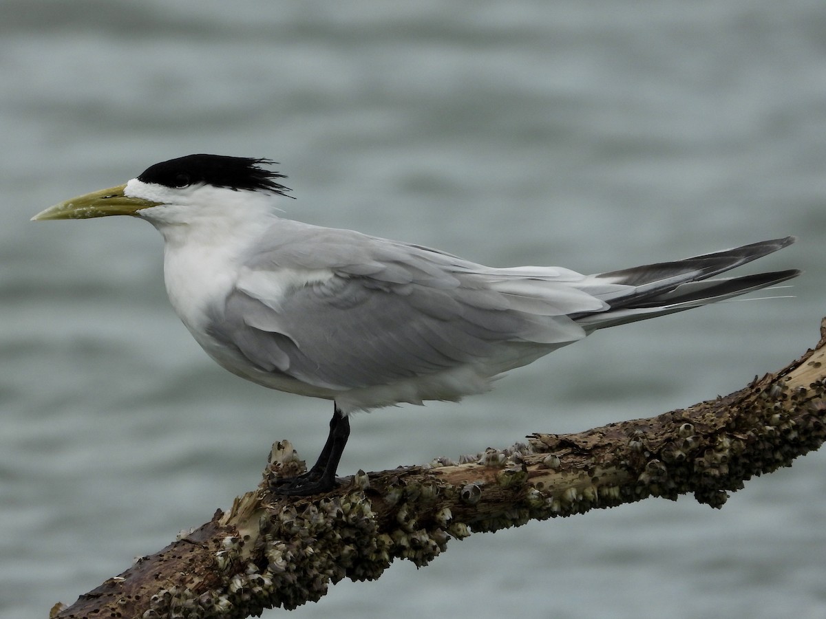 Great Crested Tern - ML154697861