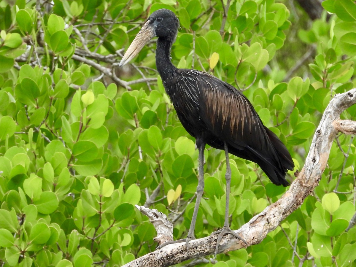 African Openbill - ML154698301