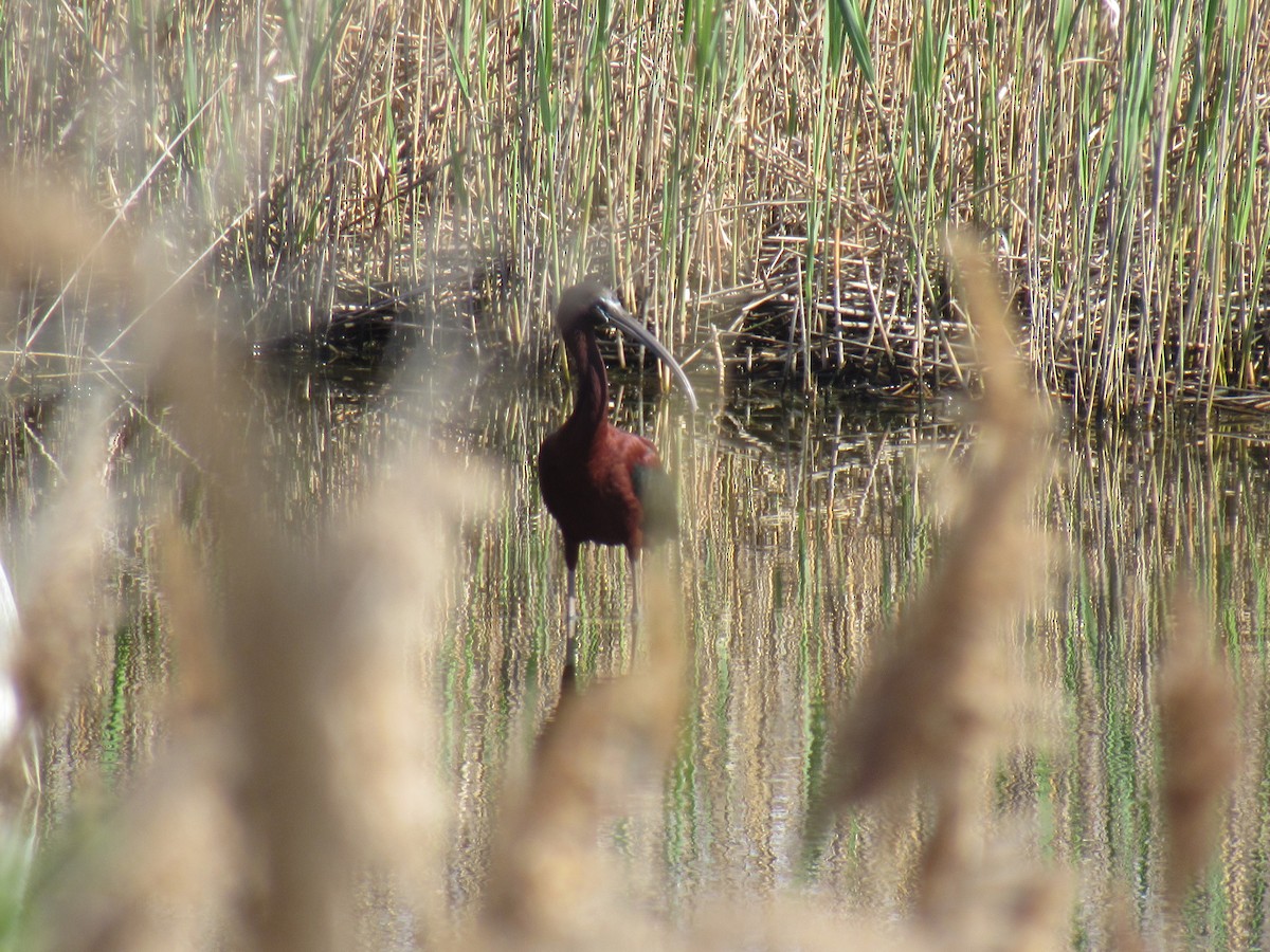 Glossy Ibis - ML154698311