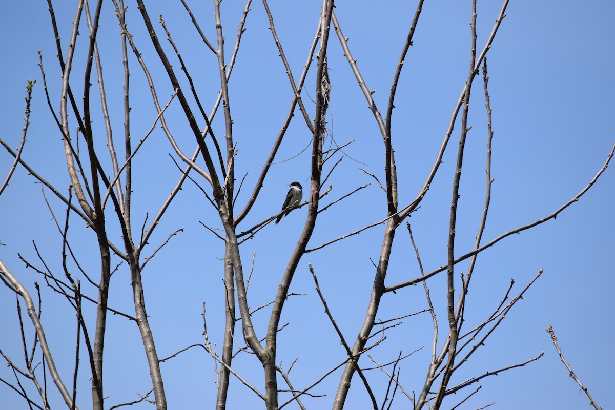 Eastern Kingbird - Michael Niven