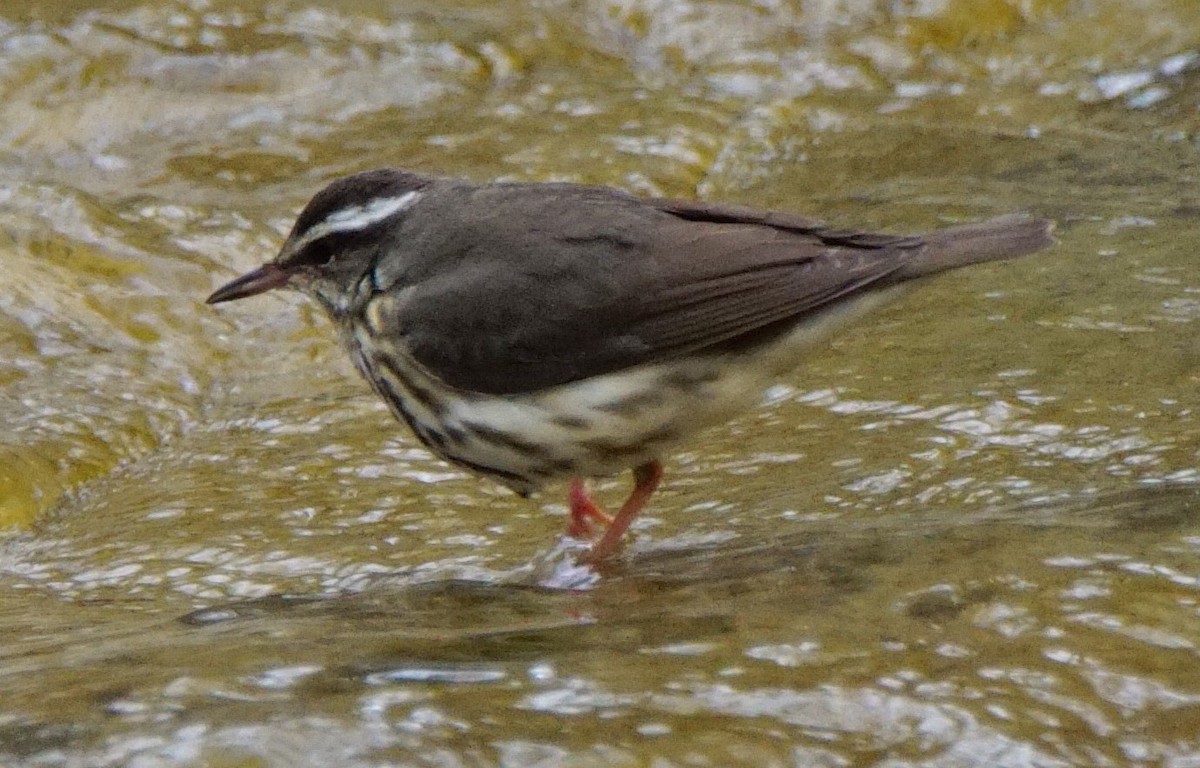 Louisiana Waterthrush - ML154699171