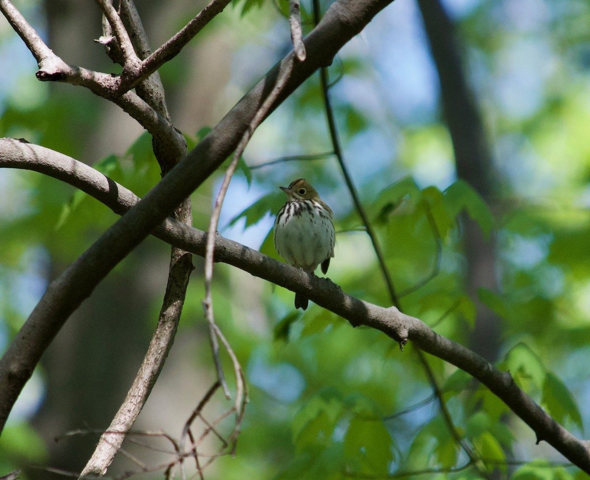 Ovenbird - ML154699281