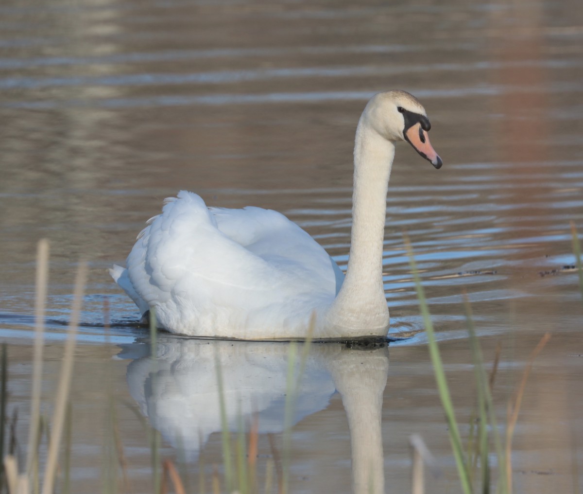 Cygne tuberculé - ML154700481