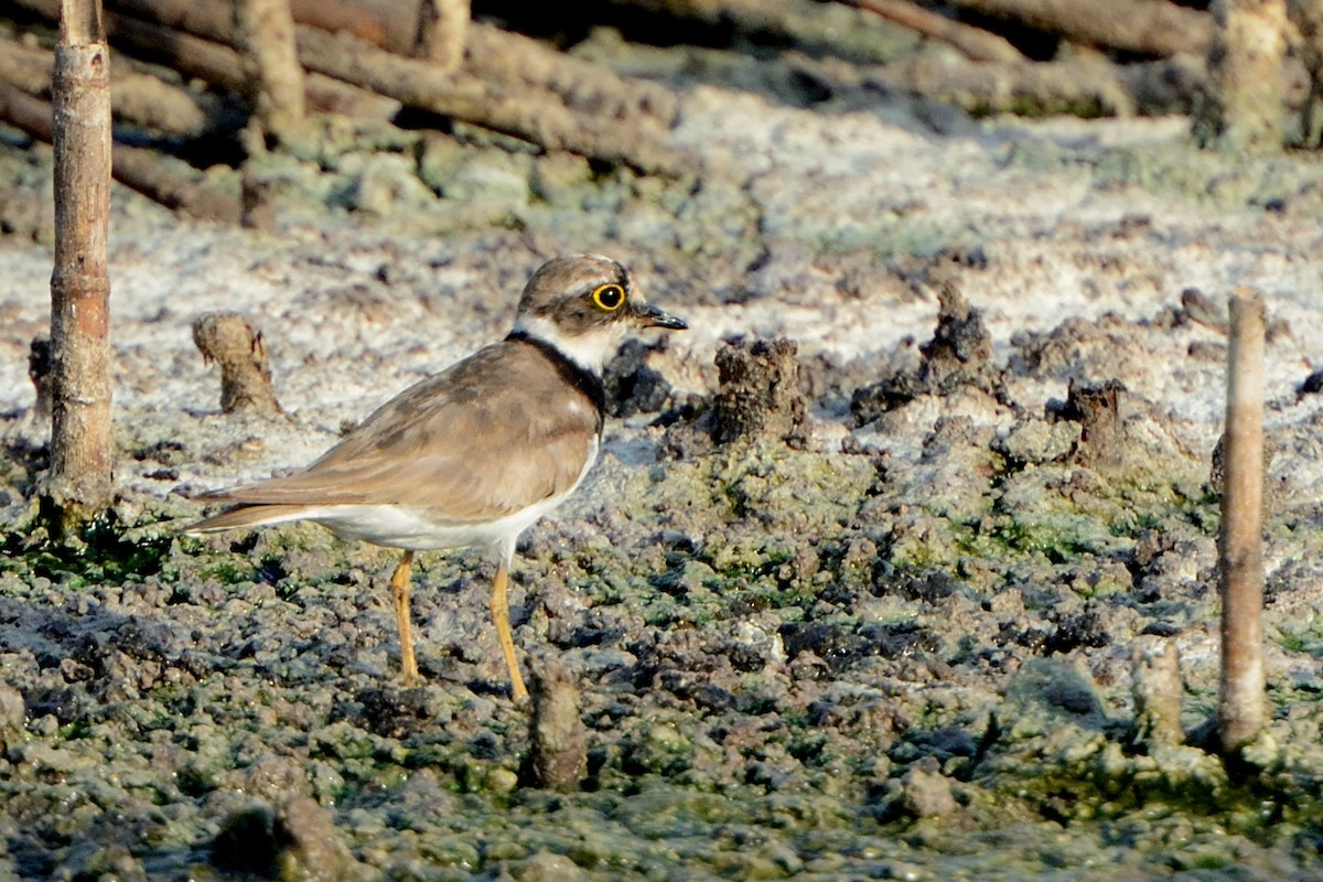 Little Ringed Plover - ML154700601