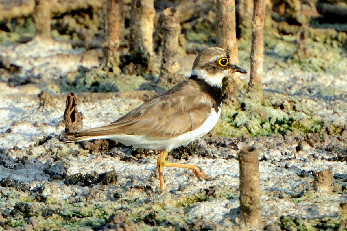 Little Ringed Plover - ML154700651