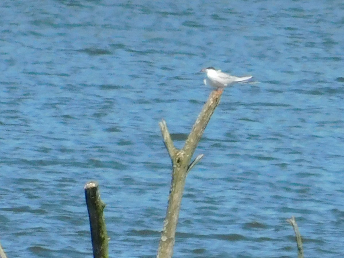 Forster's Tern - ML154701251