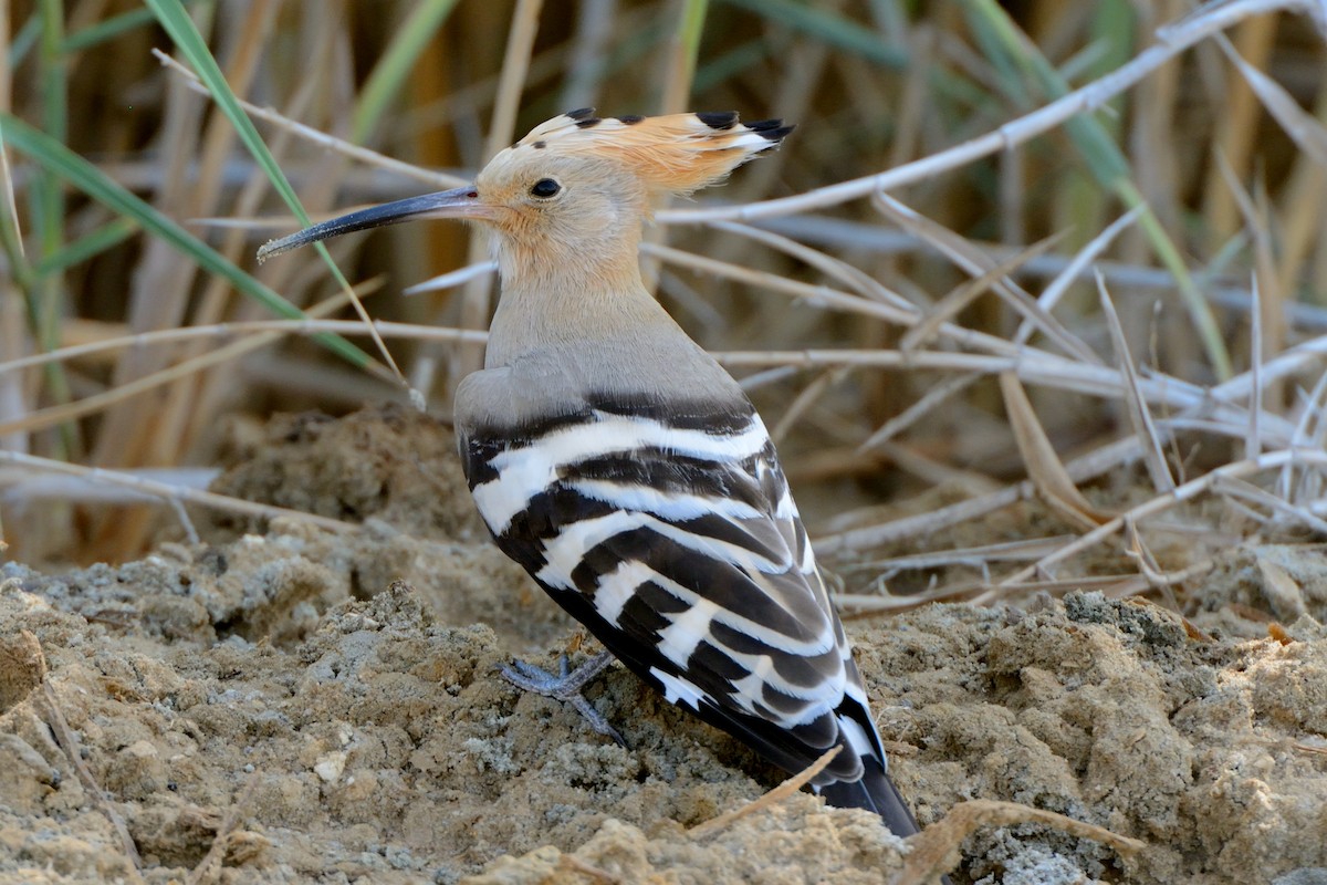 Eurasian Hoopoe - ML154702651