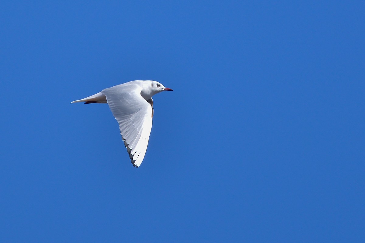 Black-headed Gull - Daniel Irons