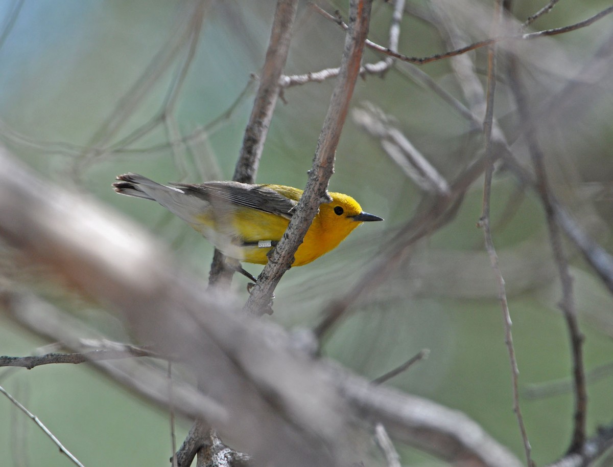 Prothonotary Warbler - ML154705661