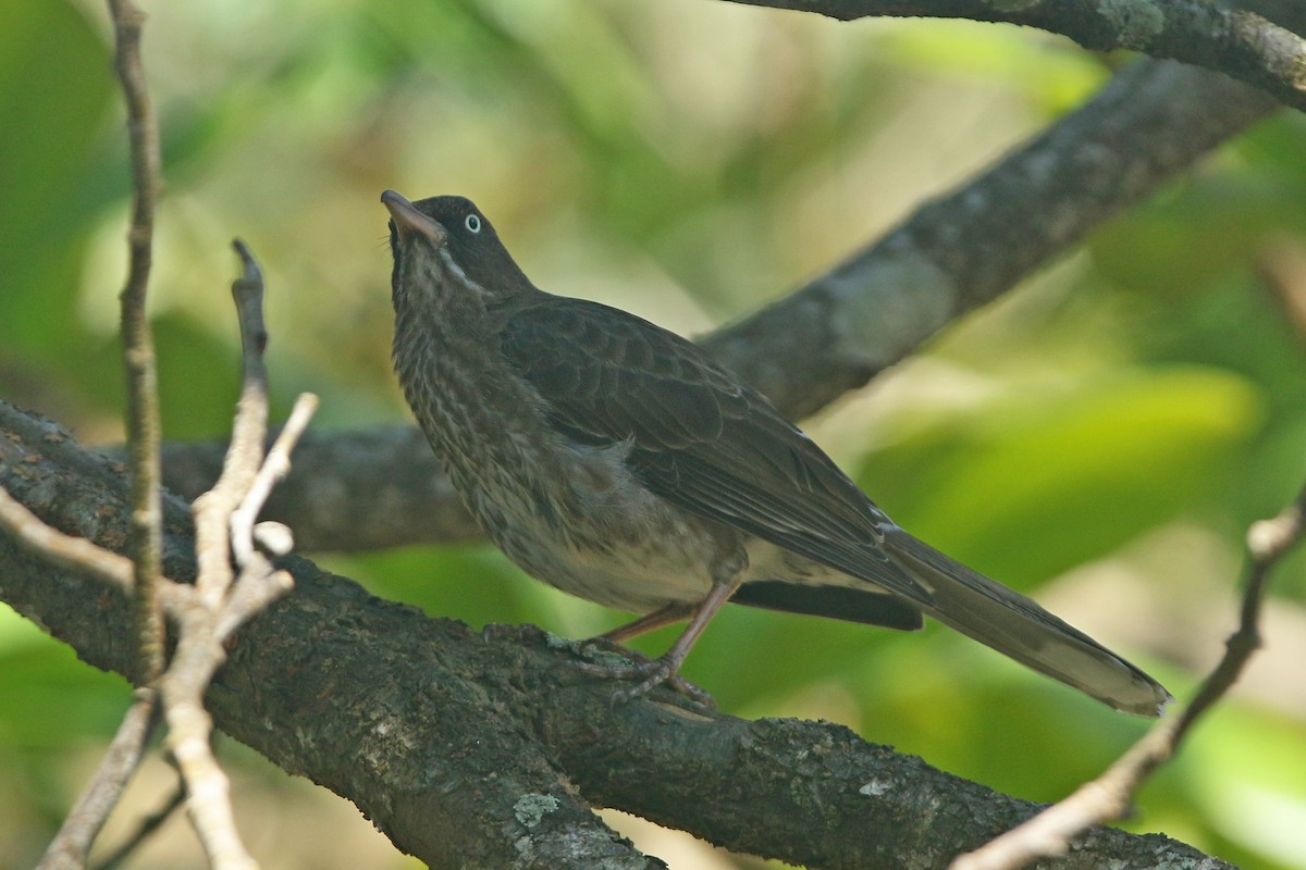 Pearly-eyed Thrasher - ML154709901