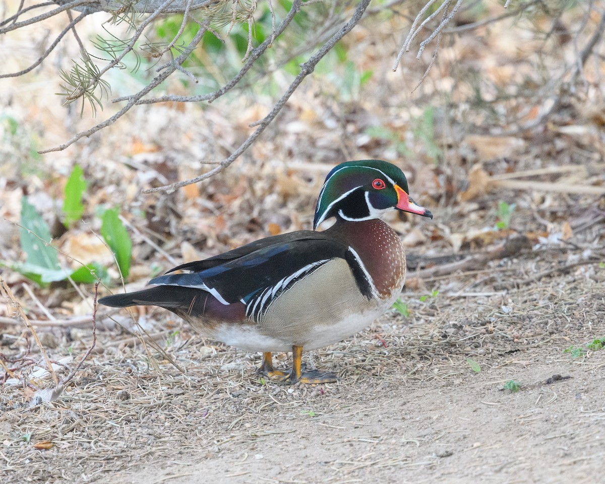 Wood Duck - ML154710251