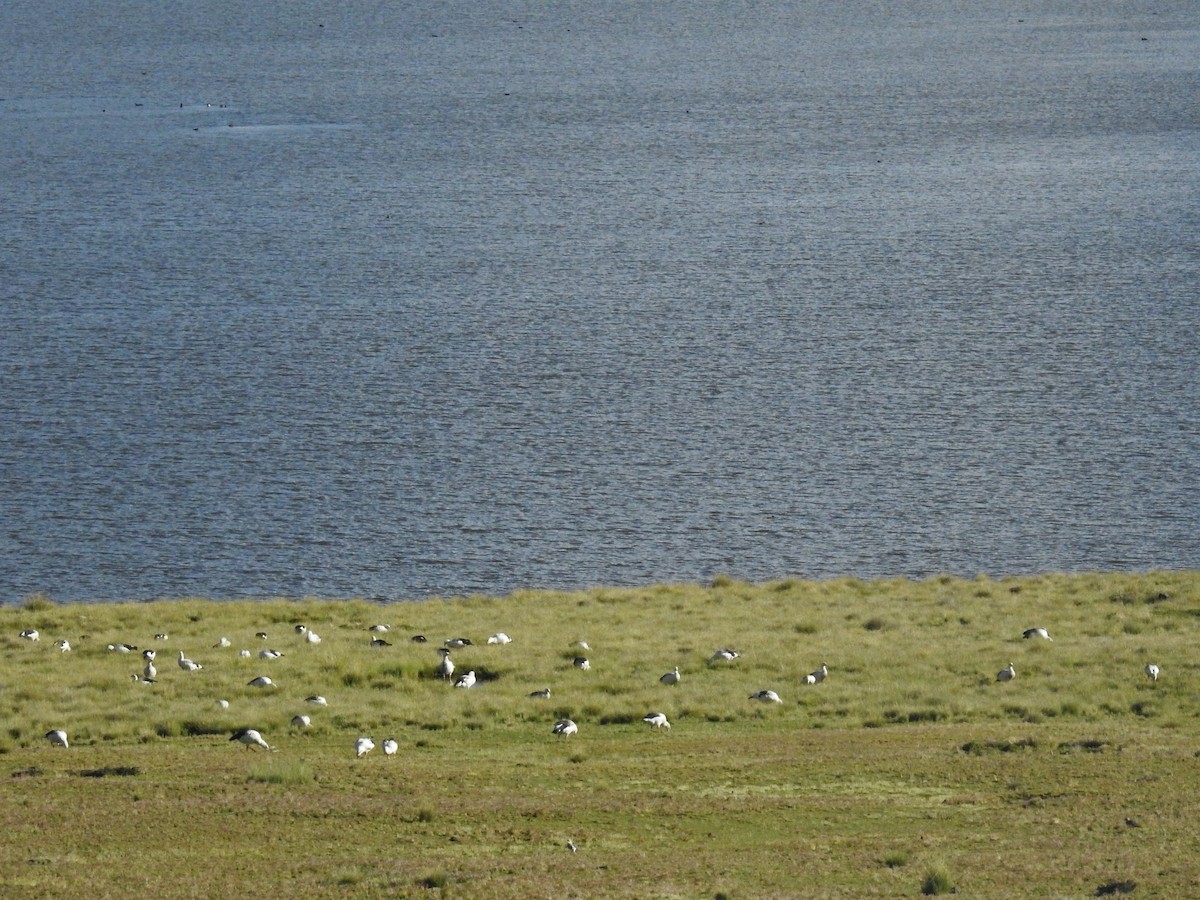 Andean Goose - ML154710451