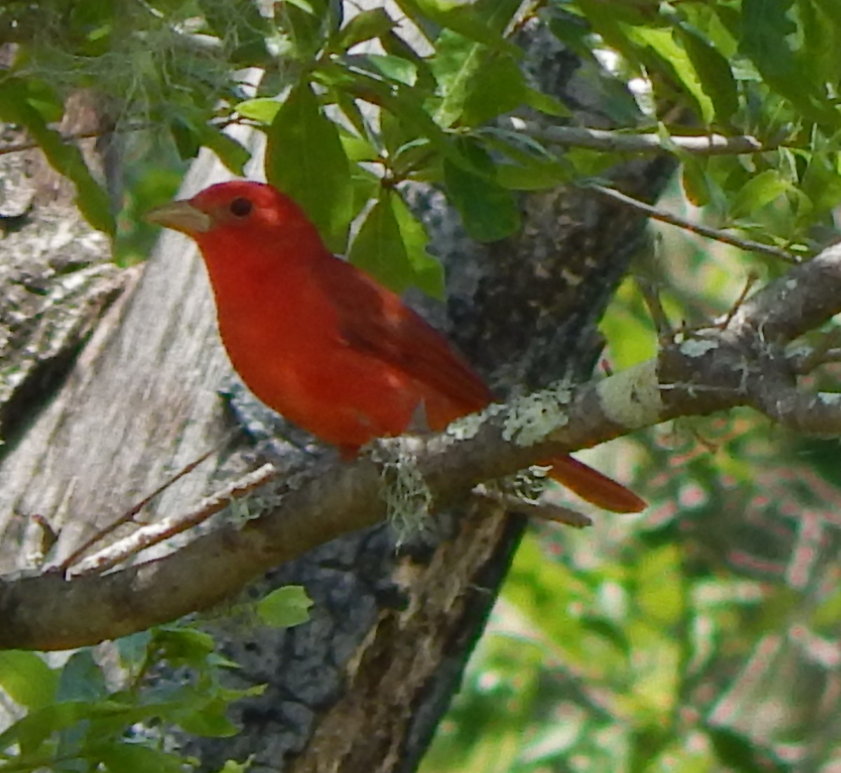 Summer Tanager - ML154711571