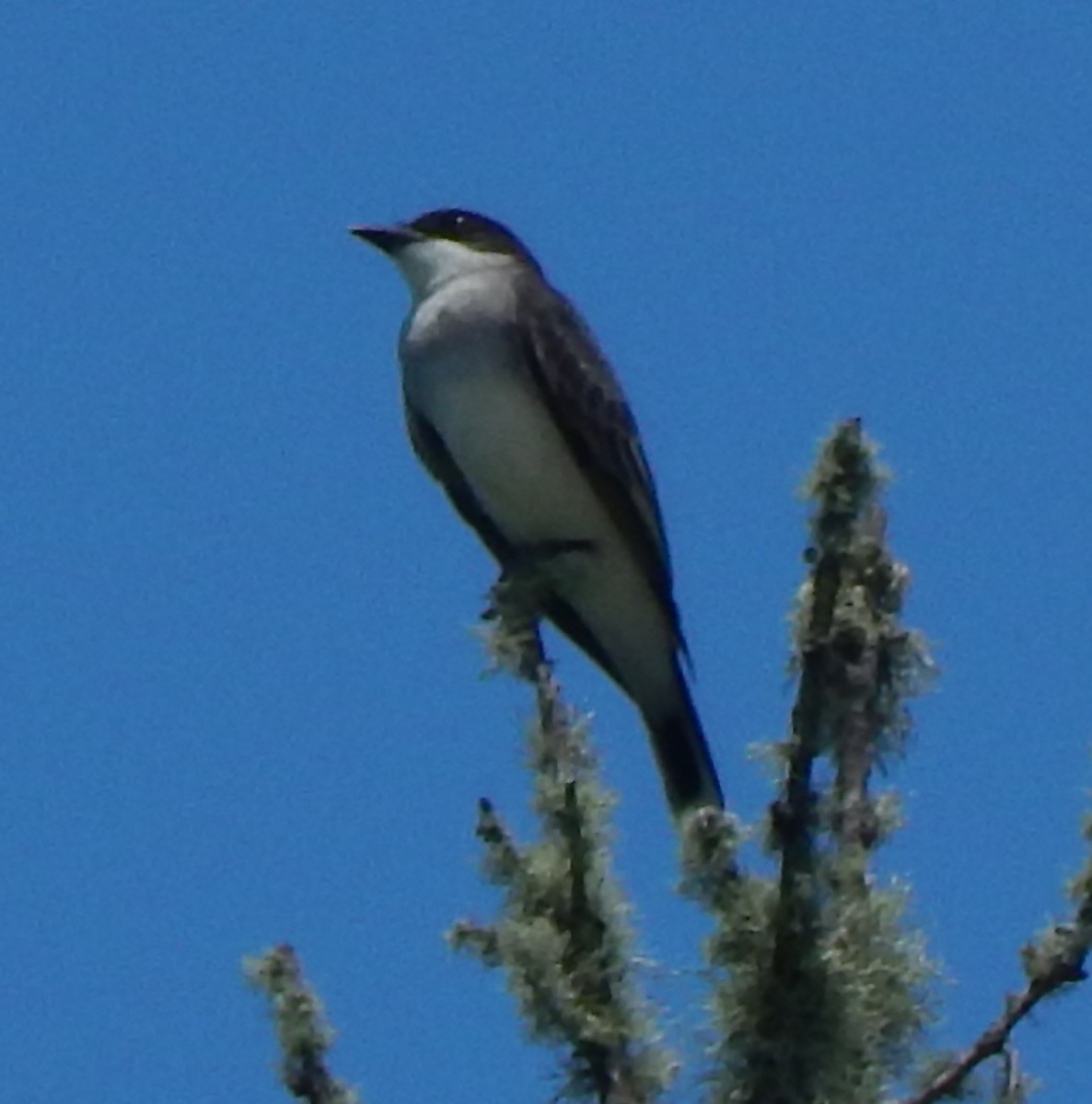 Eastern Kingbird - ML154711691