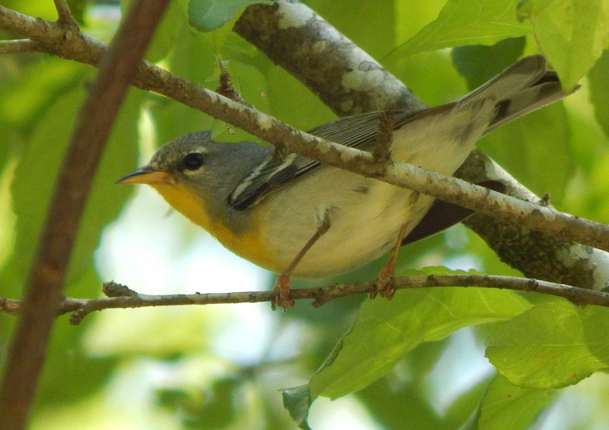 Northern Parula - ML154711971
