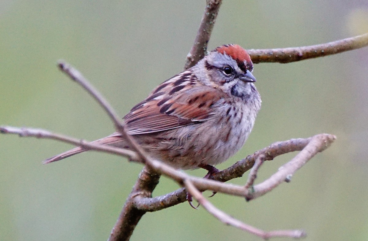 Swamp Sparrow - ML154713421