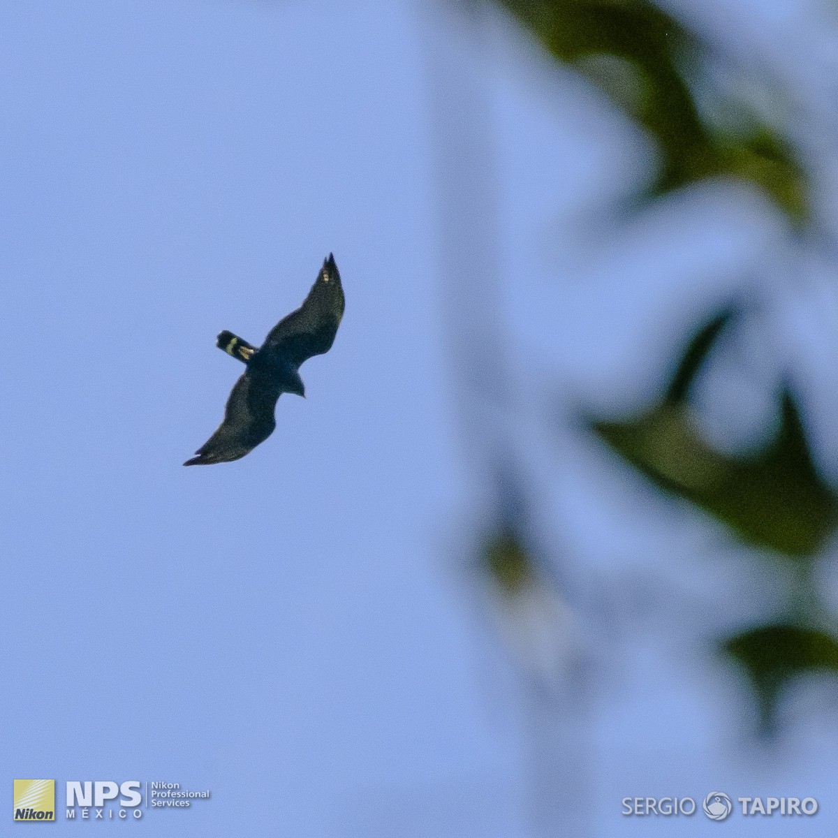 Zone-tailed Hawk - ML154713611