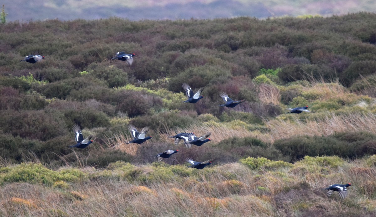 Black Grouse - A Emmerson