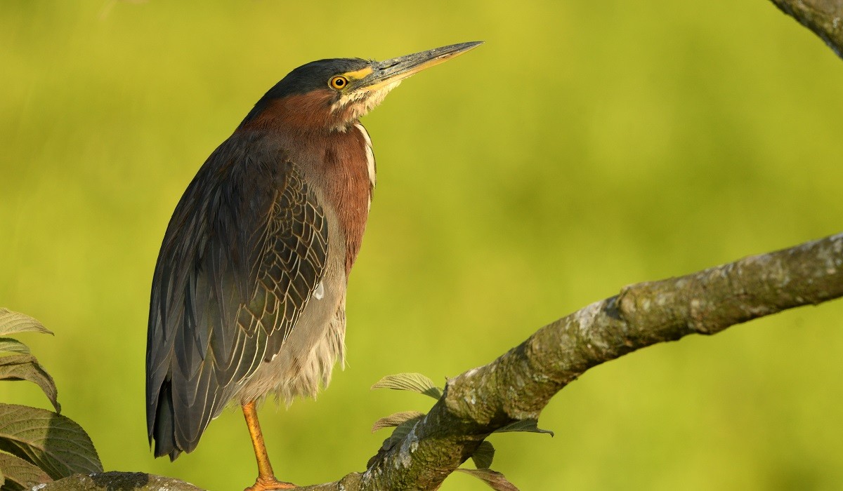 Green Heron - ML154716191