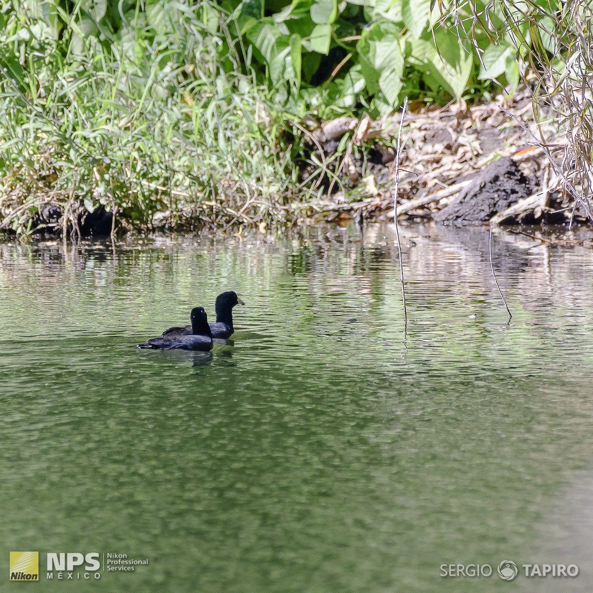 American Coot - ML154716651