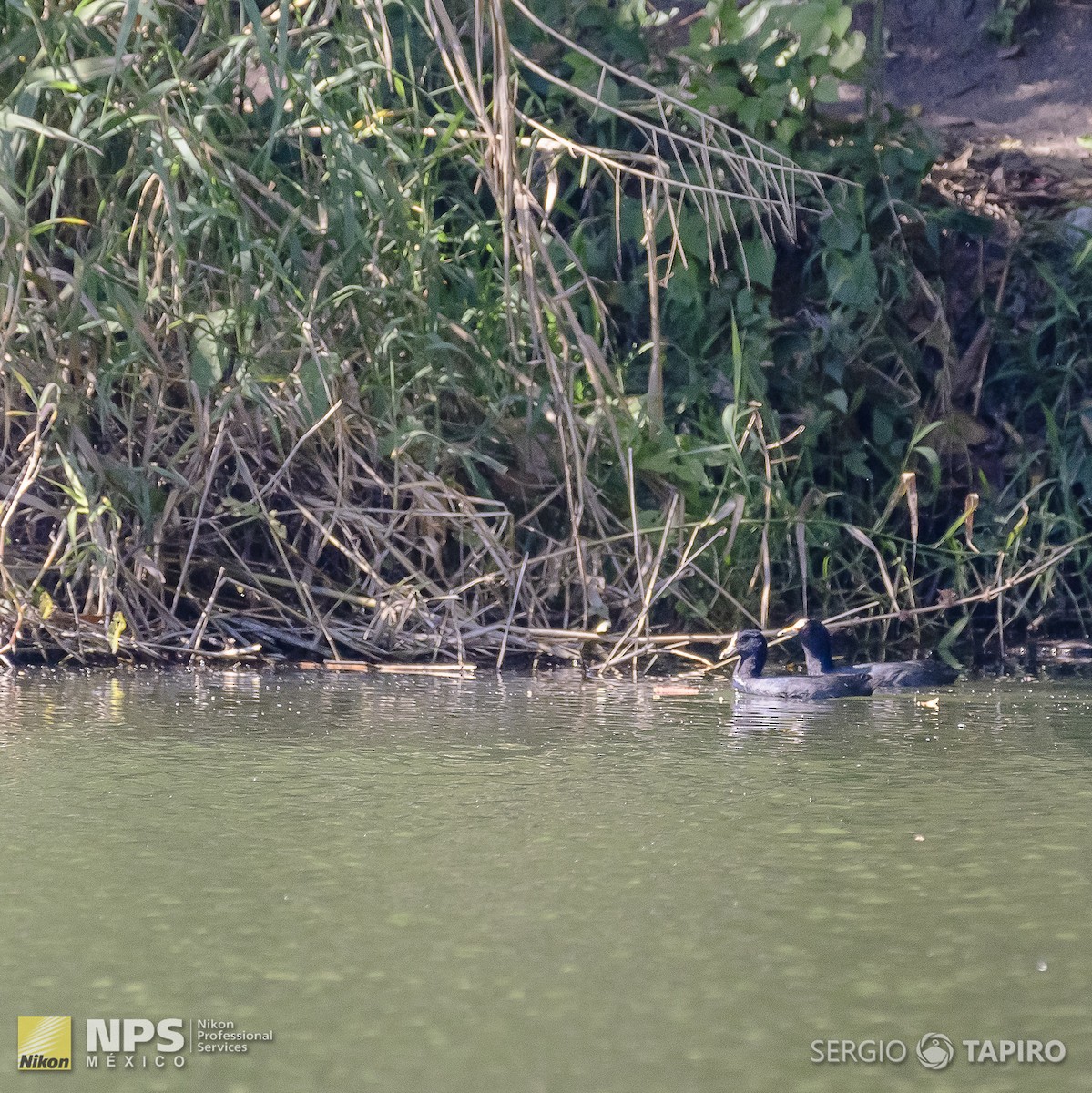 American Coot - ML154716691