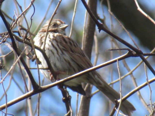 Song Sparrow - ML154717361