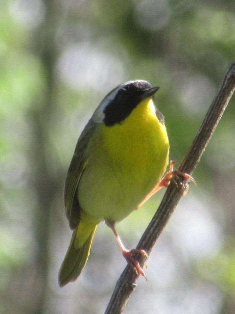 Common Yellowthroat - ML154717441