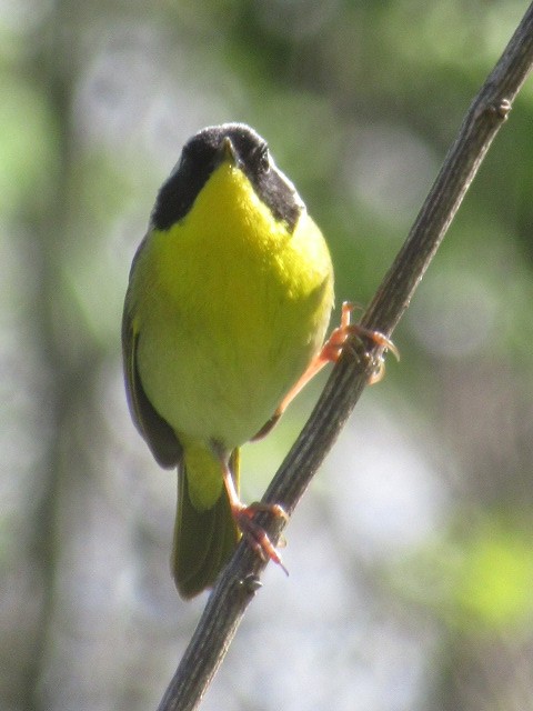 Paruline masquée - ML154717461