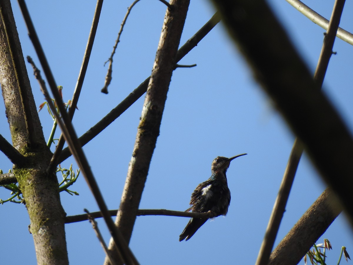 kolibřík lesklý - ML154719021