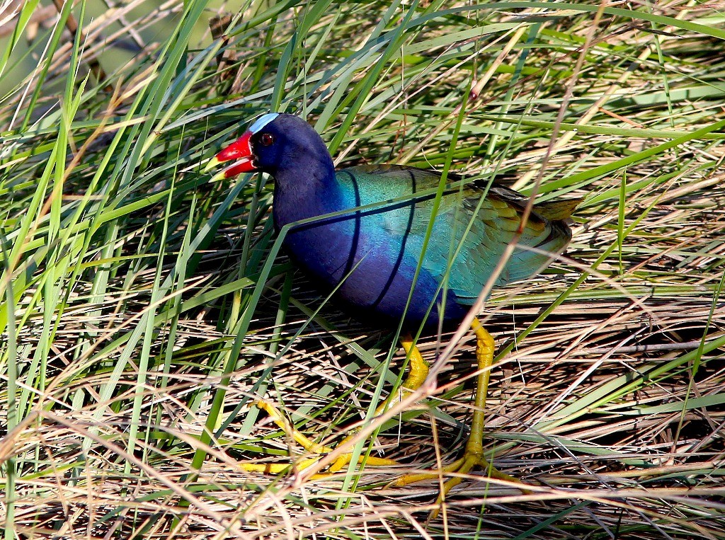 Purple Gallinule - Brad Bergstrom