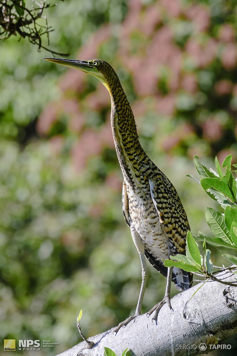 Bare-throated Tiger-Heron - ML154719591