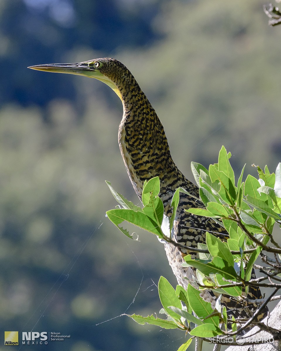 Bare-throated Tiger-Heron - ML154719601