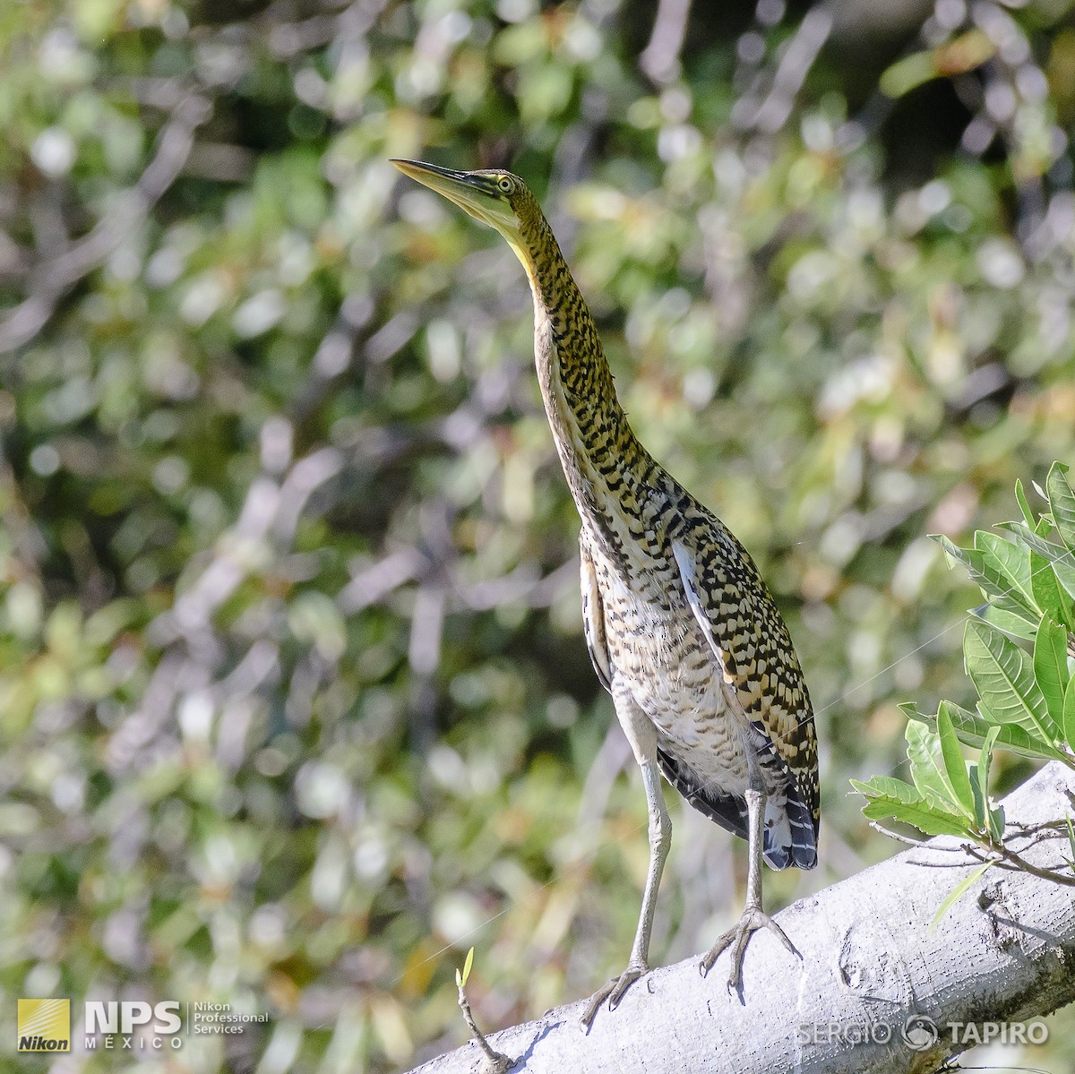 Bare-throated Tiger-Heron - ML154719651